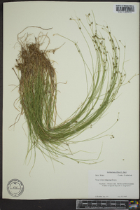 Carex trisperma image