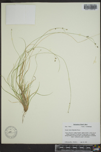 Carex trisperma image