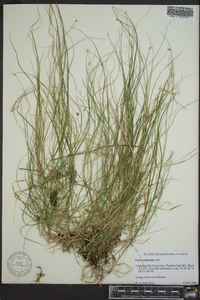 Carex trisperma image