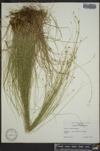 Carex trisperma image