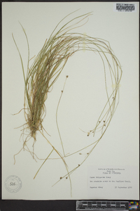 Carex trisperma image