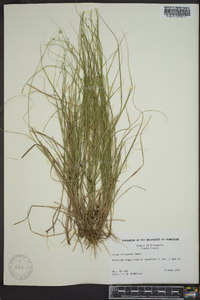 Carex trisperma image