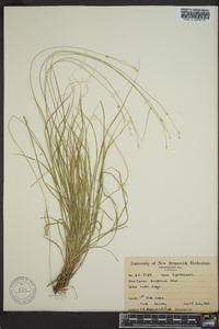 Carex trisperma image