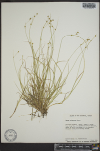 Carex trisperma image