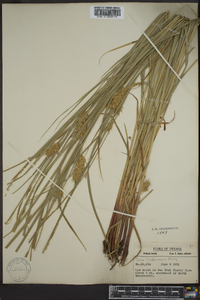 Carex tuckermanii image