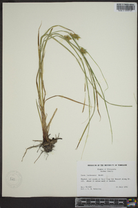 Carex tuckermanii image