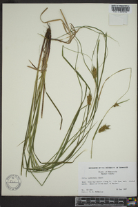 Carex tuckermanii image