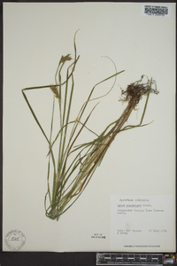 Carex tuckermanii image