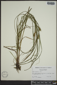 Carex tuckermanii image