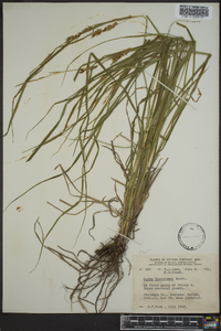 Carex tuckermanii image