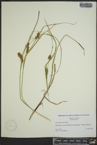 Carex tuckermanii image