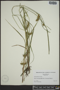 Carex tuckermanii image