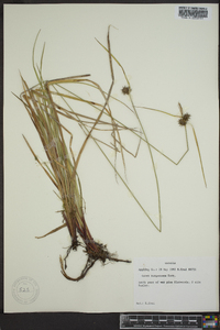 Carex turgescens image