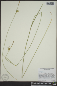 Carex turgescens image