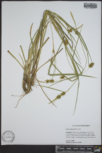 Carex turgescens image