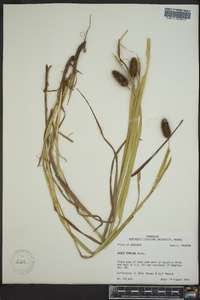 Carex typhina image