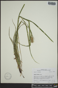 Carex typhina image