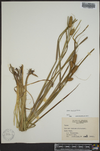 Carex typhina image