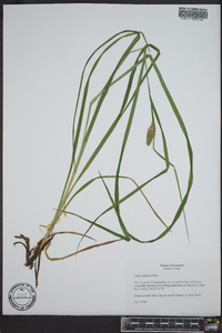 Carex typhina image