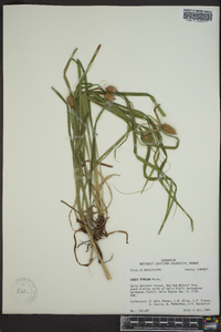 Carex typhina image