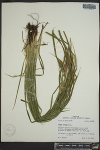 Carex typhina image