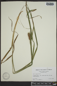 Carex typhina image