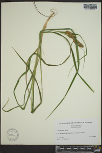 Carex typhina image