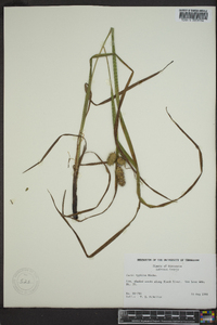 Carex typhina image