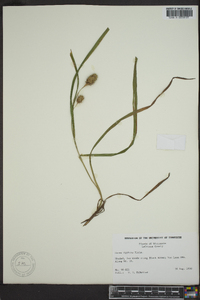 Carex typhina image