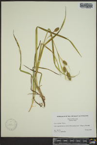 Carex typhina image