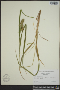 Carex typhina image