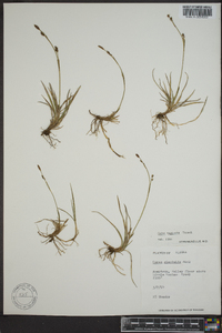 Carex vaginata image