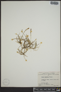 Carex vaginata image