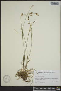 Carex vaginata image