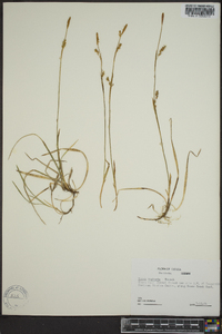 Carex vaginata image