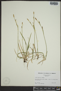 Carex vaginata image