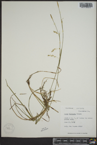 Carex vaginata image