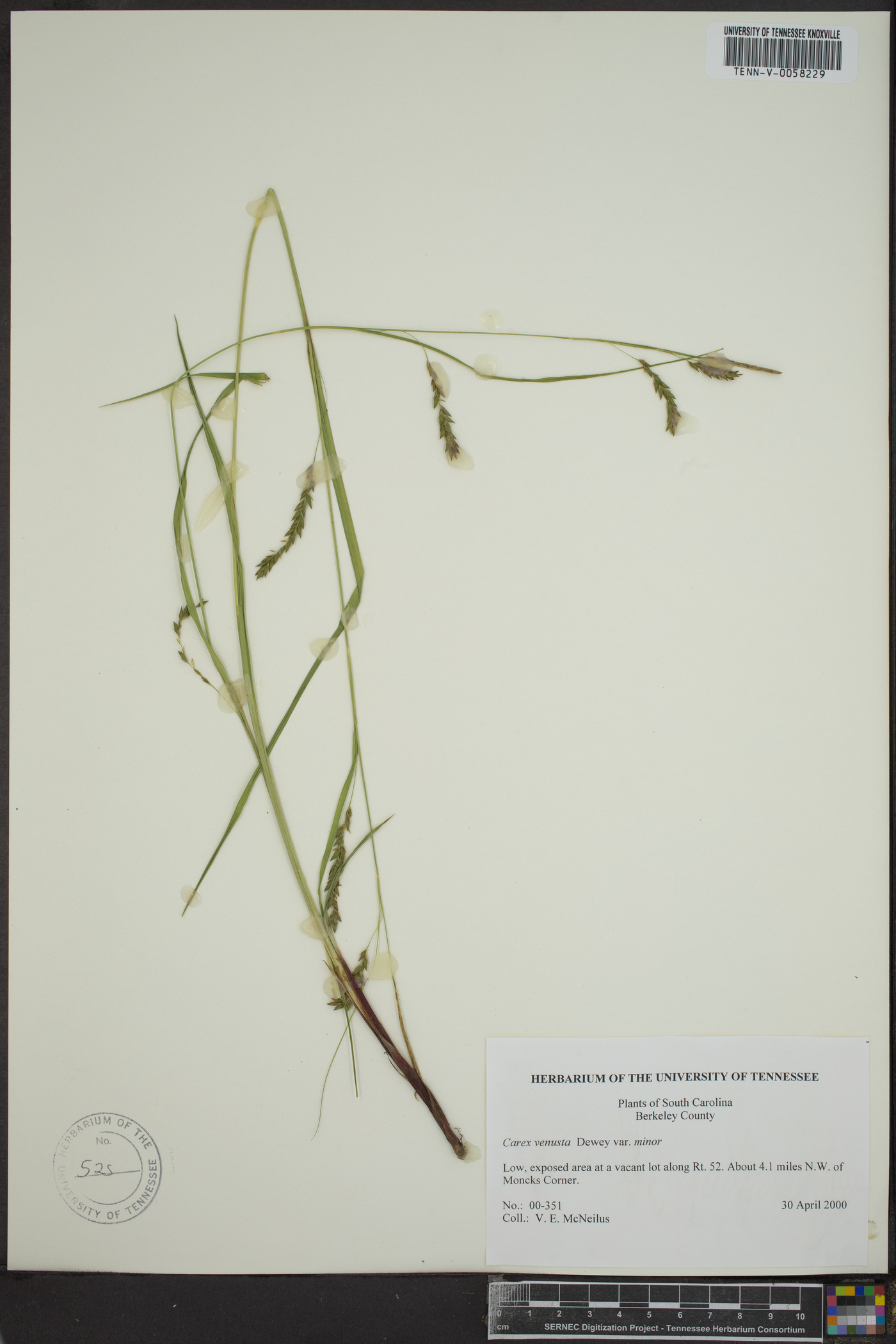 Carex venusta var. minor image