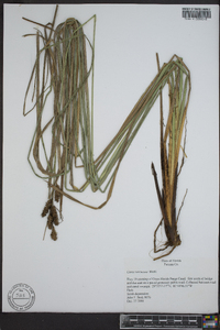 Carex verrucosa image