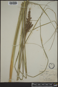 Carex verrucosa image