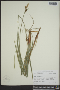 Carex vestita image
