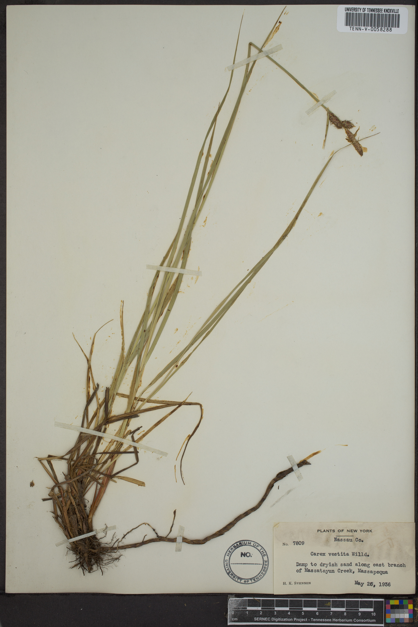 Carex vestita image