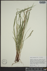 Carex virescens image