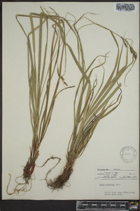 Carex virescens image