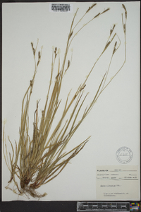 Carex virescens image