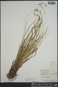 Carex virescens image