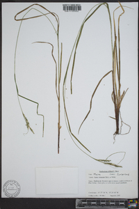 Carex virescens image