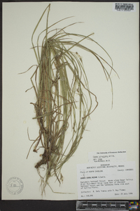 Carex virescens image