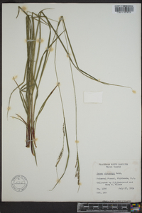 Carex virescens image