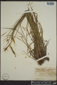 Carex virescens image